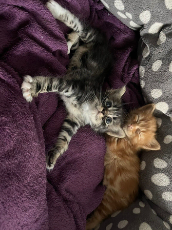 2 kittens looking for home
