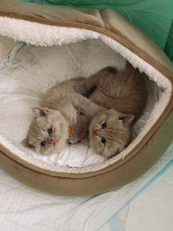 British shorthair kittens
