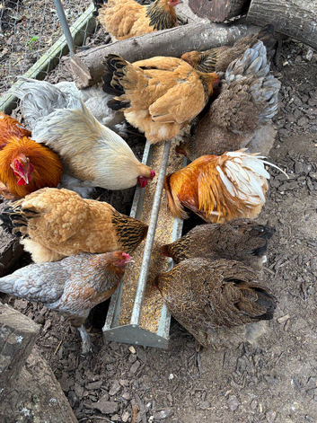 Peknin / brahma growers for sale