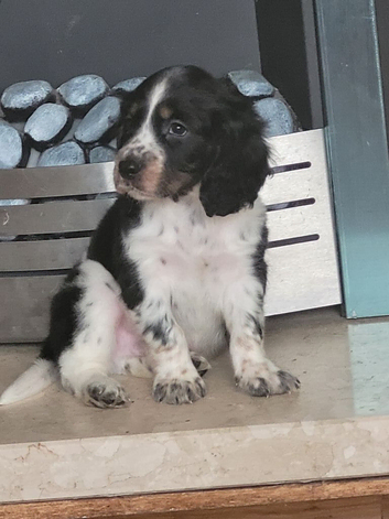 Cocker spaniel pups