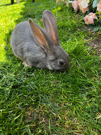 10 weeks continental giant