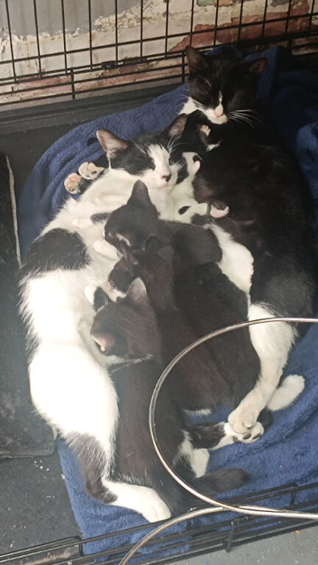 Gorgeous kittens