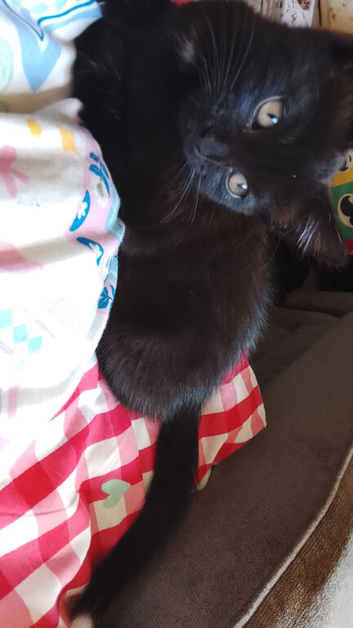 Black kitten