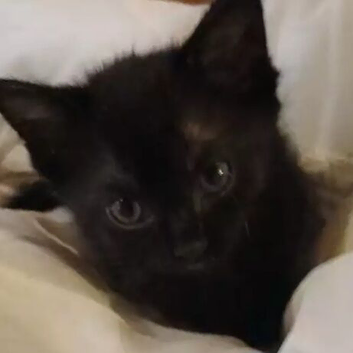 Lucky Black kittens ! (STEVENAGE)