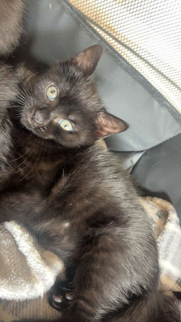 4 beautiful kittens ready to go