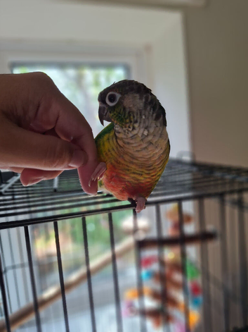 Conure for sale
