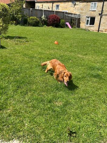 Cocker working spaniel