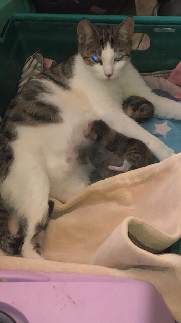 Beautiful Tabby Kittens