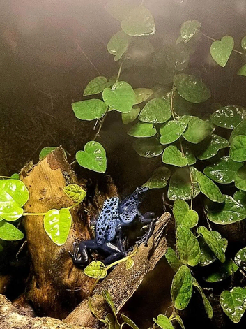 Azureus blue poison dart frogs
