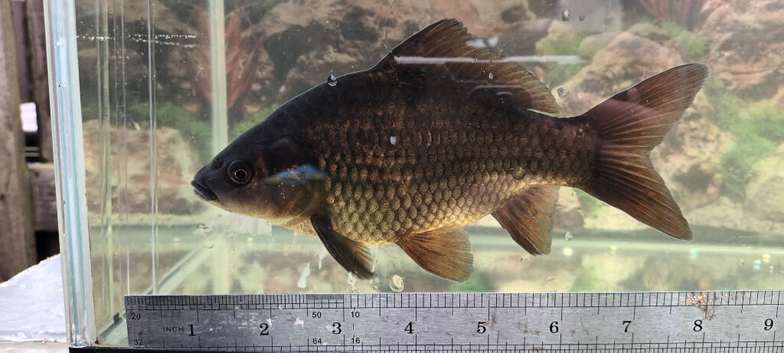 Black comet goldfish breeding group