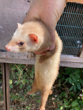 Young female ferret