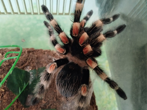 Tarantulas for sale females