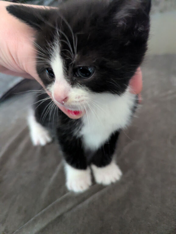 2 gorgeous kittens for sale