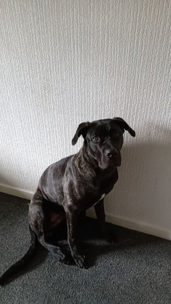 Cane corso cross press canario