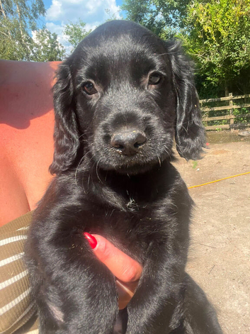 LAST BLACK BOY! cocker spaniel puppy