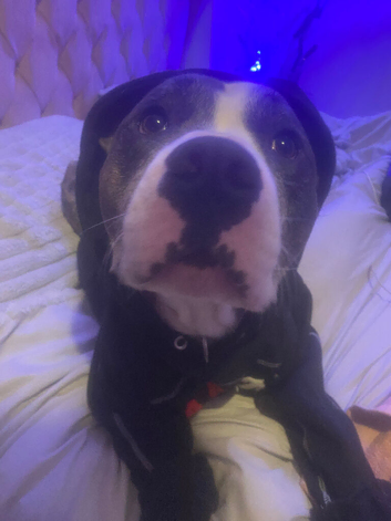 American bulldog cross staffy