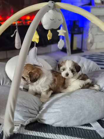 Two Beautiful Malshi Boy Puppies &ndash; Maltese x Shih Tzu