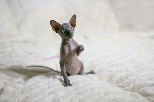 Sphynx Kittens