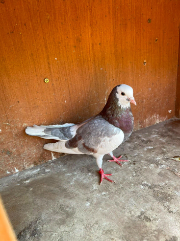 16 pigeons