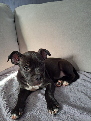 Last female staffy