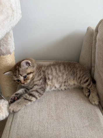 Kittens for sale