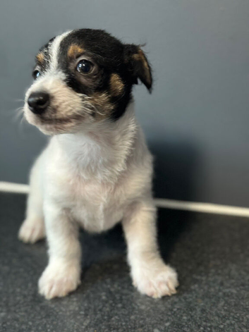 Stunning litter of traditional jackrussel pups