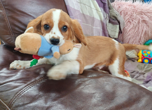 Cavalier King Charles (Male)