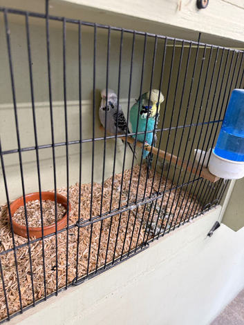 Pair of breeding budgies