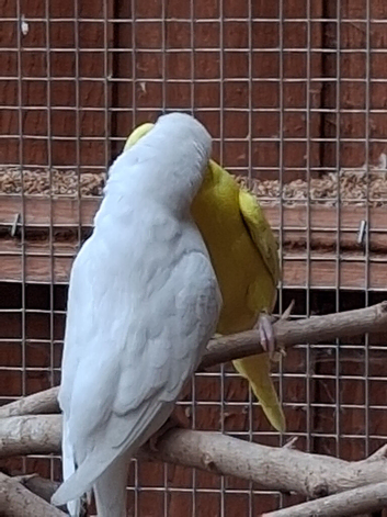 2 breading pairs of budgies