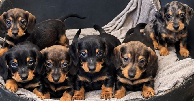 5 Wired-Haired Dachshund Puppies for Sale