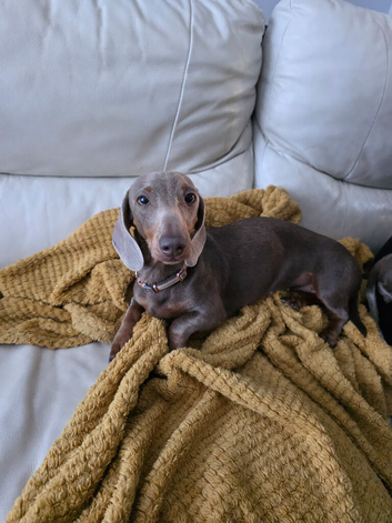 Bella the mini daxie