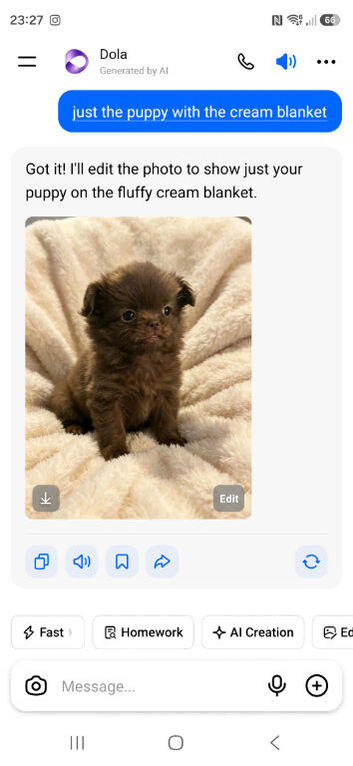 Chihuahua kc