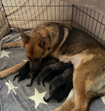 German Shepherd Puppies for sale