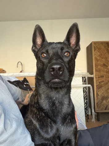 Dutch shepherd stud