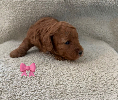 Deep red toy poodles