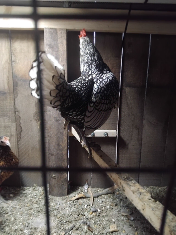 Silver sebright cock