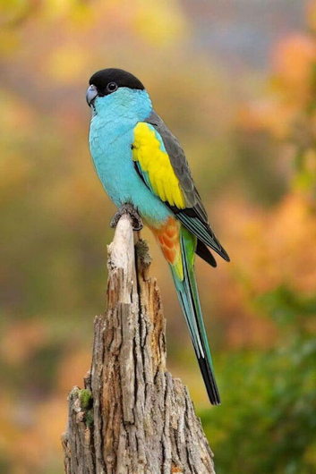 Australian Hooded Parrots