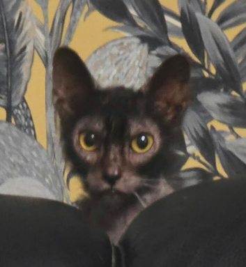 2 year old lykoi girl