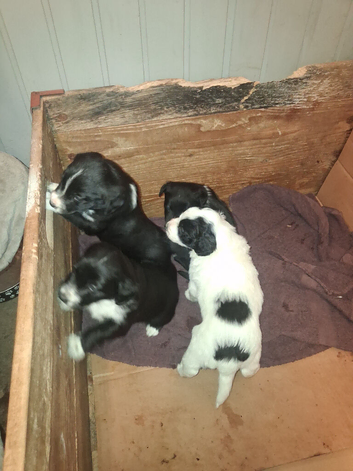 4 sprollie pups