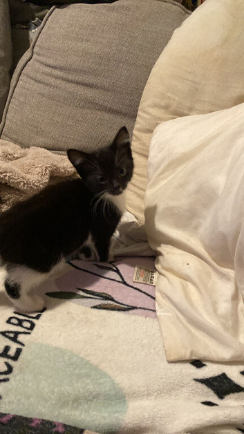 Kittens