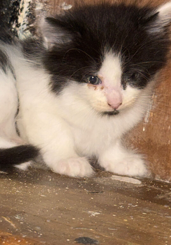 9 week old kittens