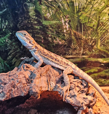 Baby Bearded Dragon
