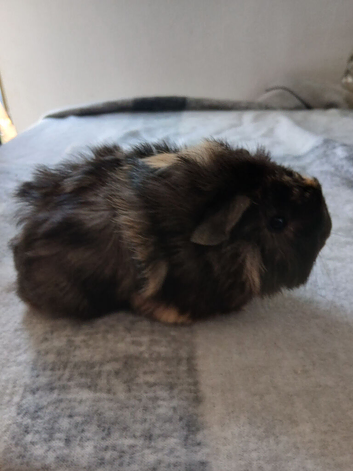 Guinea pig