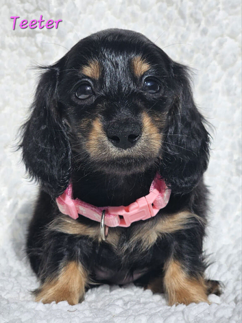 Stunning Miniature Long Haired Dachshund Girls