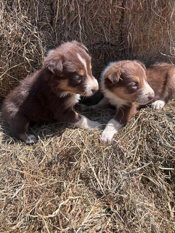 Tri coloured puppies Collie puppies
