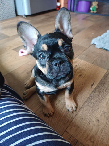 French Bulldog Puppies