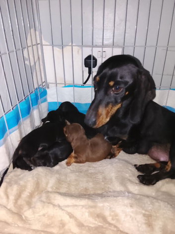 Dutch hound puppies
