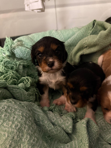 King Charles puppies