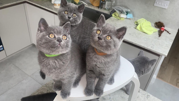 British Shorthair Kitten