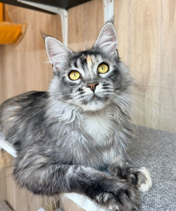 Tica registered Maine coon girl looking for new home